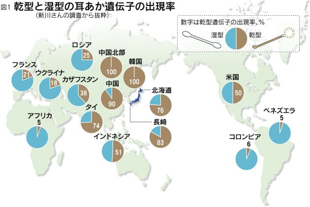 耳垢 タイプ