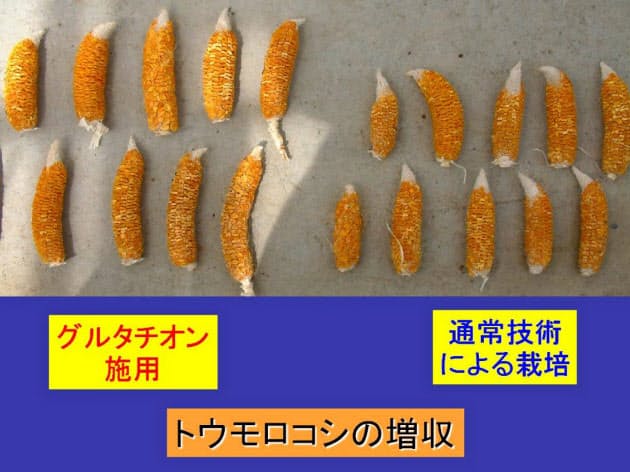 第2の 緑の革命 へ一歩 光合成研究の最前線ルポ 日経bizgate 第2の 緑の革命 へ一歩 光合成研究の最前線ルポ 日経bizgate