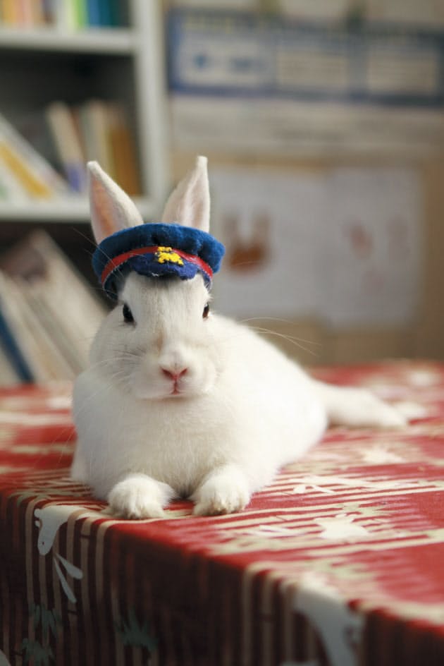 ローカル線の救世主 ペット駅長見参 Nikkei Style ローカル線の救世主 ペット駅長見参 Nikkei Style