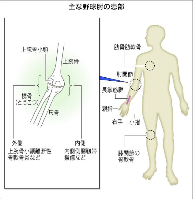 肘 の 内側