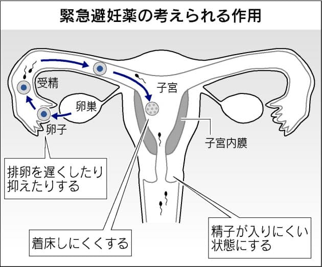 性行為後に服用する 緊急避妊薬 Nikkei Style