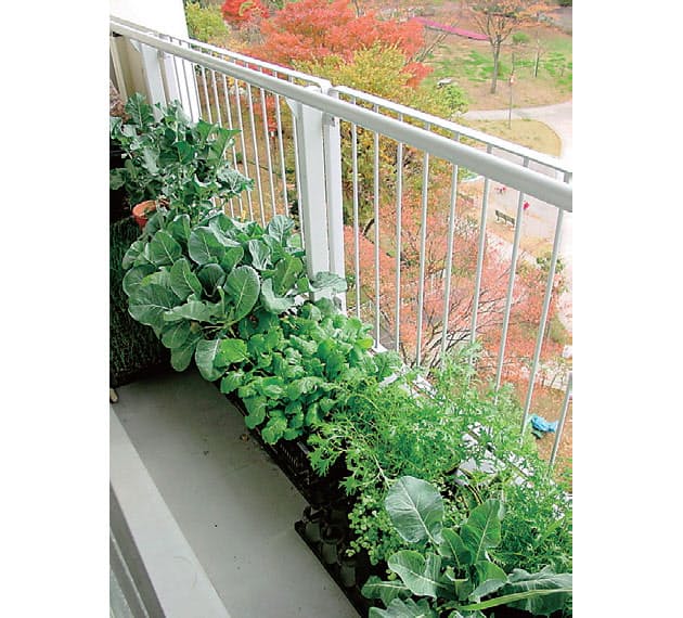 超小型メロンに苦くないピーマン ベランダで手軽に作れる新品種野菜 Nikkei Style 超小型メロンに苦くないピーマン ベランダで手軽に作れる新品種野菜 Nikkei Style