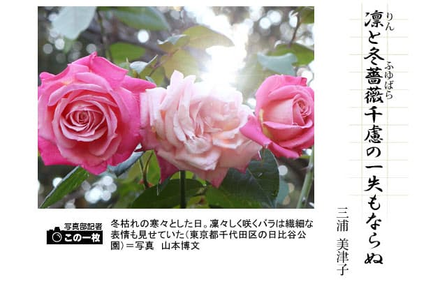 呼び名に 冬 の付く花 俳句一口講座 冬薔薇 Nikkei Style