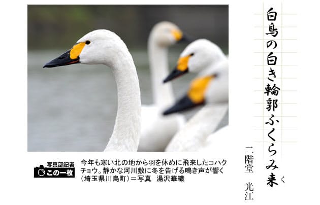 冬の鳥 その2 俳句一口講座 白鳥 Nikkei Style