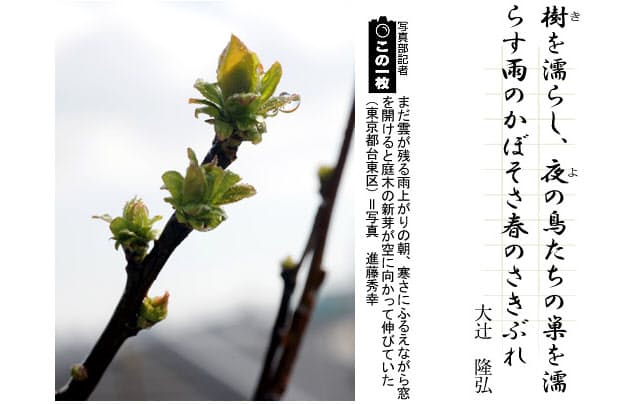 佐伯裕子の春の歌 短歌一口講座 木の芽起こしの雨 Nikkei Style 佐伯裕子の春の歌 短歌一口講座 木の芽起こしの雨 Nikkei Style