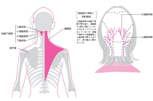 頭痛や耳鳴りの原因 首こり を解消 ゆがみリセット学 7 Nikkei Style