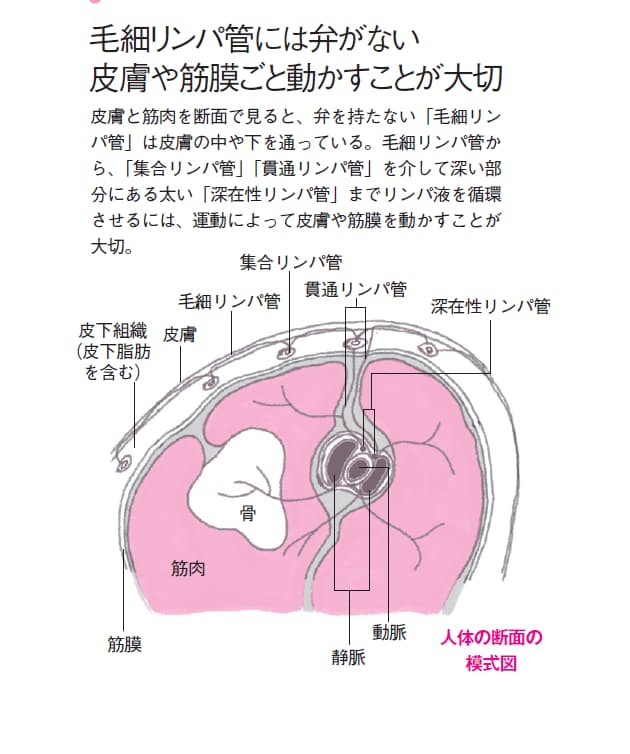 リンパの流れを改善 座りむくみをほぐす ゆがみリセット学 8 健康 医療 Nikkei Style