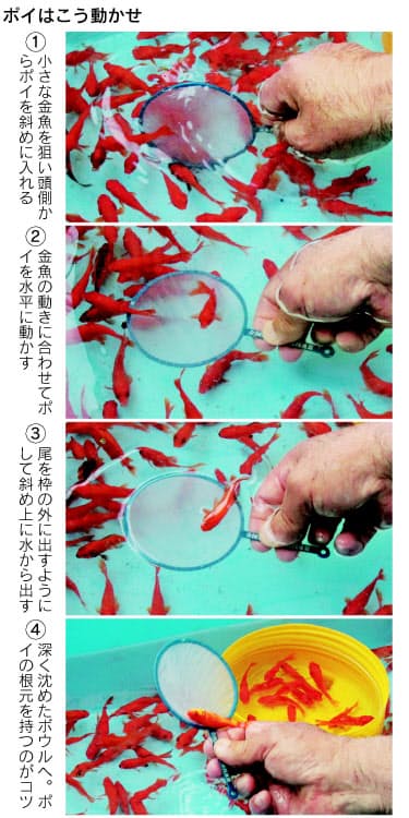 3分間で90匹の名人が伝授 金魚すくい の極意 Nikkei Style
