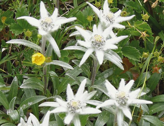 岩手 早池峰山 咲き誇る花 登山客癒やす 高山植物0種 至る所に Nikkei Style 岩手 早池峰山 咲き誇る花 登山客癒やす 高山植物0種 至る所に Nikkei Style