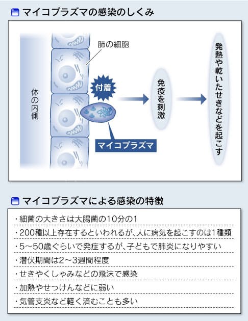 マイコプラズマ コロナ マイコプラズマ肺炎