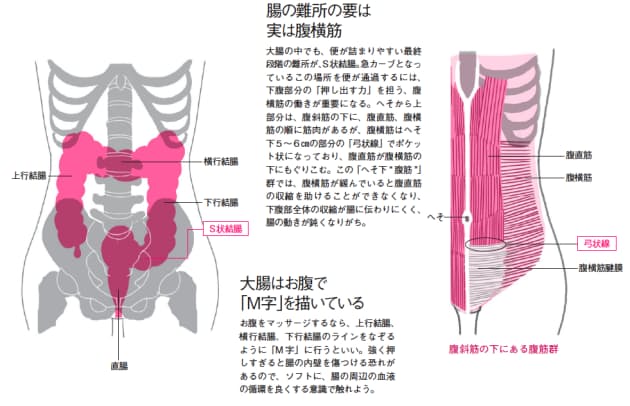 便秘解消 下腹も凹ます へそ下腹筋 トレ ゆがみリセット学 9 Nikkei Style