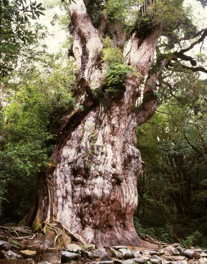 1位は縄文杉 2位は 神秘的な巨樹ベスト10 Nikkei Style