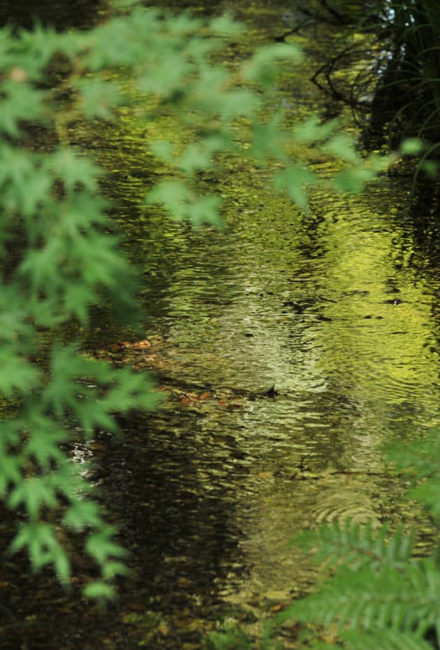 古代からの植生潤す聖なる池 下鴨神社の御手洗池 京都市 古きを歩けば特別編 Nikkei Style
