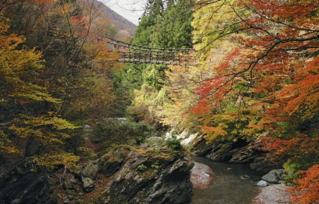 徳島 三好市 二重かずら橋 絶景の紅葉 奥祖谷に潜む平家物語 フード レストラン Nikkei Style