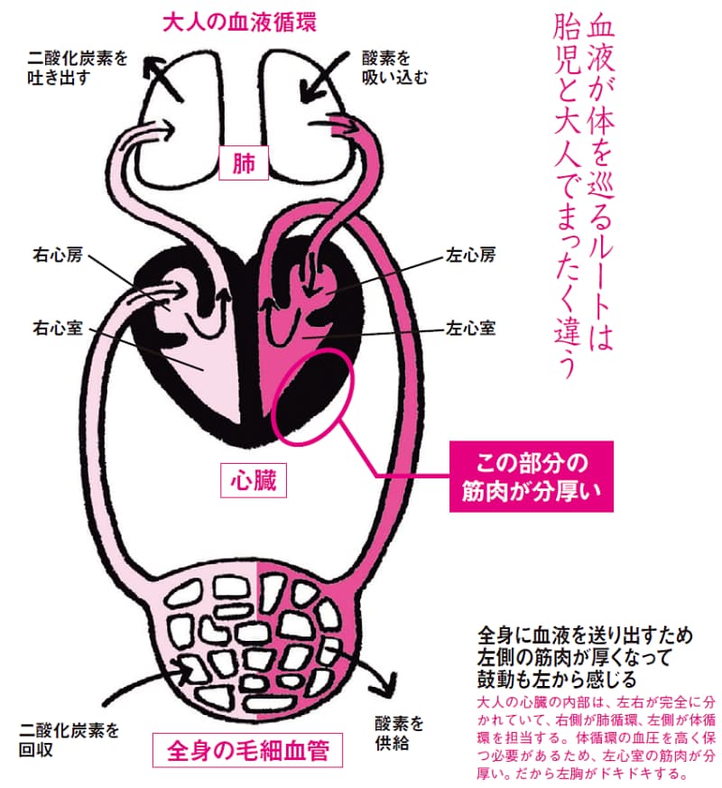 実は中央にある心臓 左胸がドキドキする理由 ヘルスｕｐ Nikkei Style