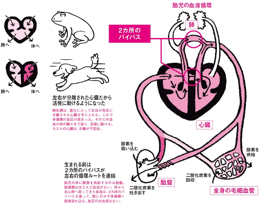 カエルの心臓音は真ん中から聞こえる 実は中央にある心臓 左胸がドキドキする理由 Nikkei Style