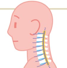 腕のしびれは危険信号 危ない 首こり 対策 日経bizgate 腕のしびれは危険信号 危ない 首こり 対策 日経bizgate