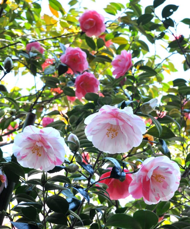 散りぎわの美 清正の名樹 古きを歩けば 花ものがたり 地蔵院の五色八重散椿 京 Nikkei Style 散りぎわの美 清正の名樹 古きを歩けば 花ものがたり 地蔵院の五色八重散椿 京 Nikkei Style