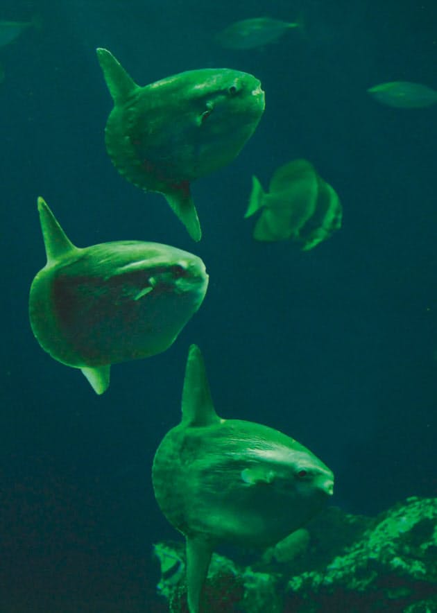 意外と活動的なマンボウ 肝臓の油は傷に効く Nikkei Style 意外と活動的なマンボウ 肝臓の油は傷に効く Nikkei Style