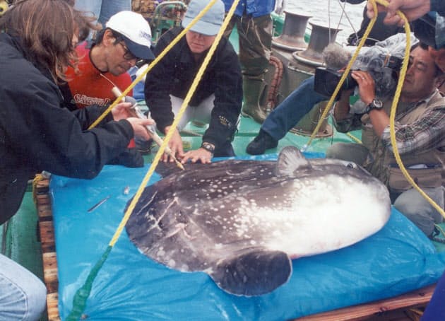 マンボウの意外と活動的な生態 意外と活動的なマンボウ 肝臓の油は傷に効く Nikkei Style マンボウの意外と活動的な生態 意外と活動的なマンボウ 肝臓の油は傷に効く Nikkei Style