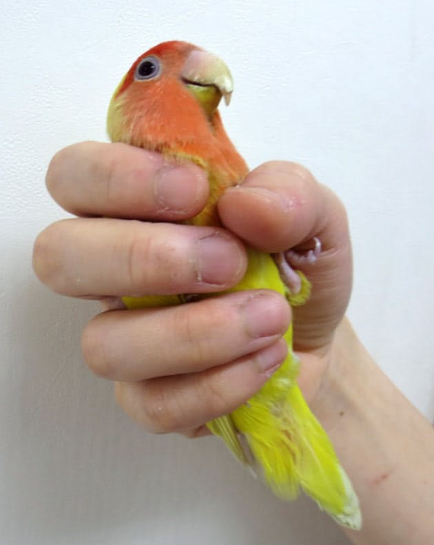 ビール瓶で鍛える インコの正しい持ち方 日経bizgate ビール瓶で鍛える インコの正しい持ち方 日経bizgate