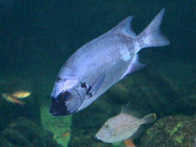 奇跡の魚イシダイの問題処理能力 日経bizgate 奇跡の魚イシダイの問題処理能力 日経bizgate