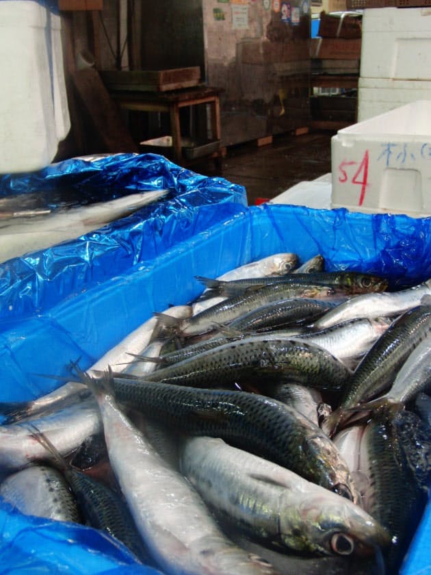 イワシは大衆魚か高級魚か 日本近海の水温が左右 Mono Trendy Nikkei Style