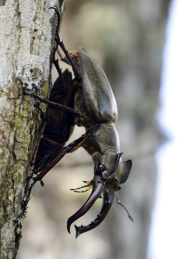 クワガタムシ 大人飼い ブームがもたらしたもの 日経bizgate クワガタムシ 大人飼い ブームがもたらしたもの 日経bizgate