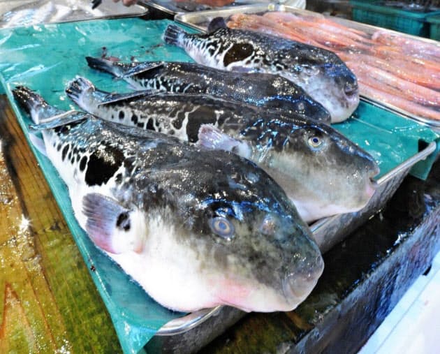 フグの毒には解毒剤がない 夏休みの釣りに注意 日経bizgate フグの毒には解毒剤がない 夏休みの釣りに注意 日経bizgate