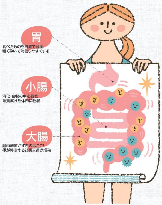 悪い腸は 脳 にも影響 病気を防ぐ いい腸 の作り方 ヘルスｕｐ Nikkei Style