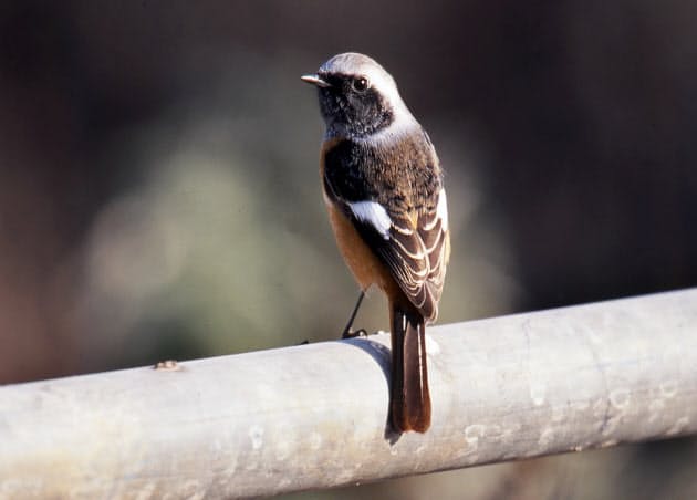 鳥の世界で冬はいつから ジョウビタキの越冬 日経bizgate