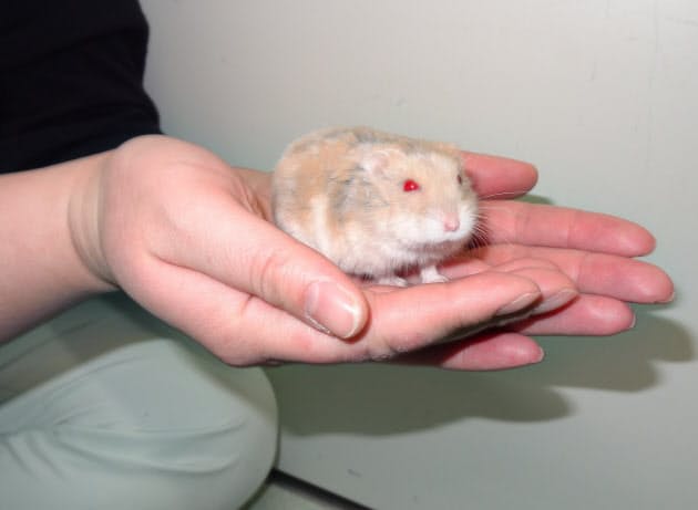 学校での飼育 実は不向き 夜行性のハムスター 日経bizgate 学校での飼育 実は不向き 夜行性のハムスター 日経bizgate