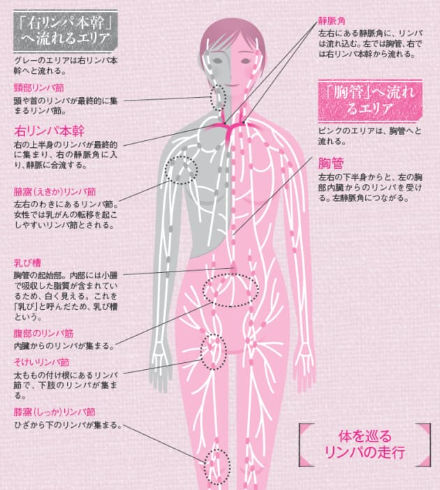 免疫力を左右 白い血液 リンパ はどこで生まれる ヘルスｕｐ Nikkei Style