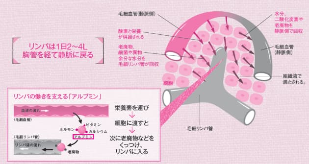 老廃物や余分な水分を回収する下水管 リンパ 免疫力を左右 白い血液 リンパ Nikkei Style 老廃物や余分な水分を回収する下水管 リンパ 免疫力を左右 白い血液 リンパ Nikkei Style