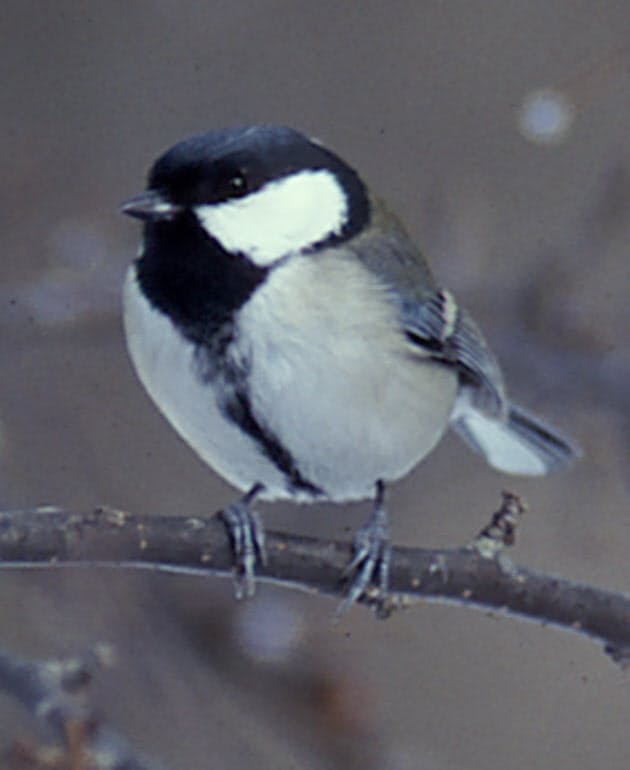 甘え声で餌をねだる雌 1年に食べる虫は12万5千匹 大食漢のシジュウカラ Nikkei Style 甘え声で餌をねだる雌 1年に食べる虫は12万5千匹 大食漢のシジュウカラ Nikkei Style