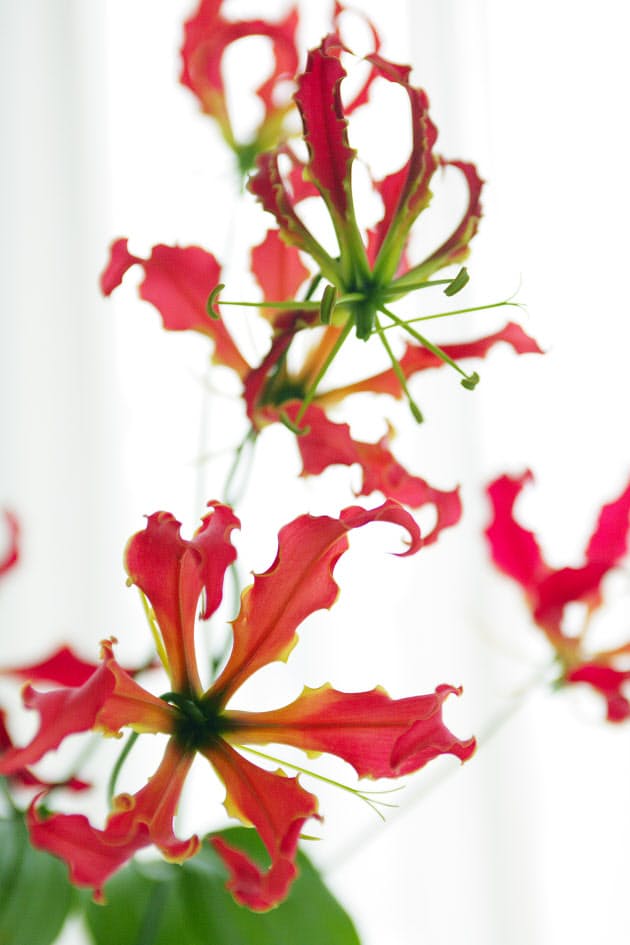 女ですが顎に太いヒゲ4本 抜くべきですか Woman Smart Nikkei Style