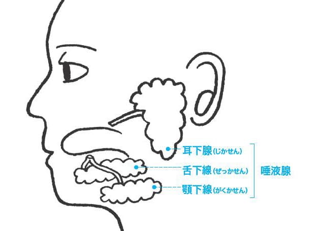 唾液は1日にどのくらい出るか 答えは1 5リットル 日経bizgate