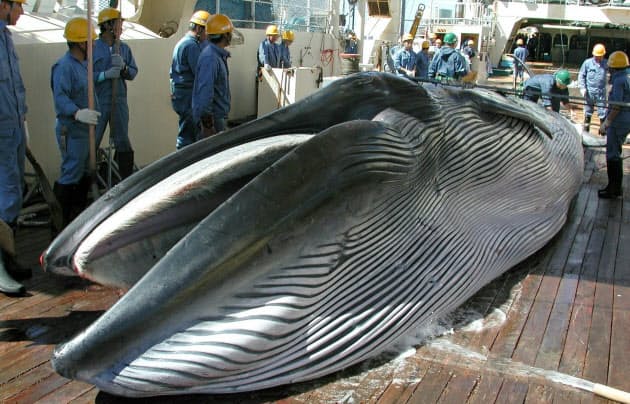 意外と知らないクジラ肉のこと 流通ルートや味は Nikkei Style