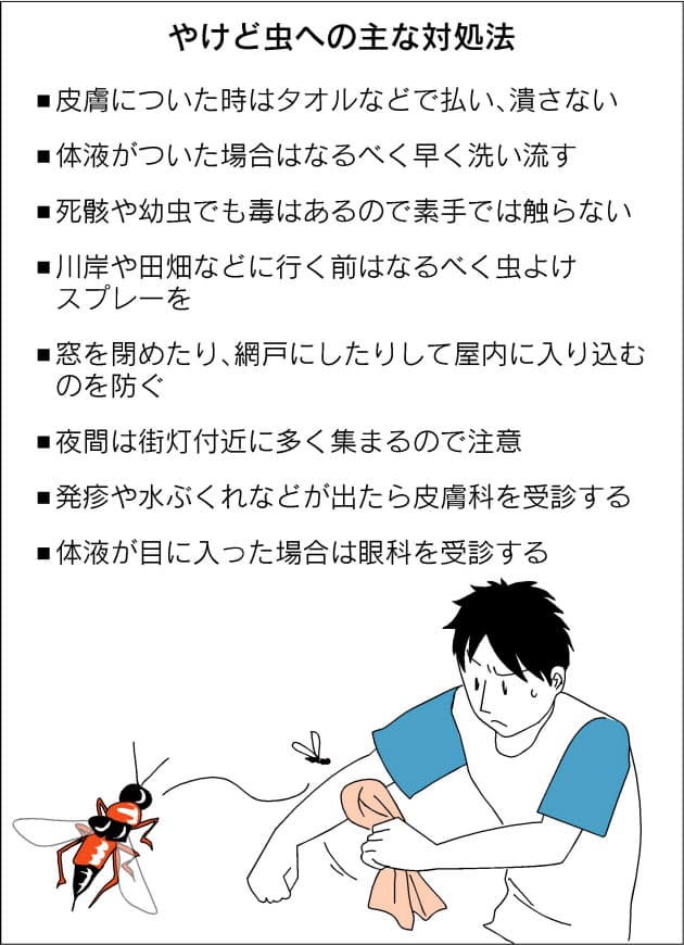 夏は やけど虫 に注意 アリ似 触ると水ぶくれ ヘルスｕｐ Nikkei Style