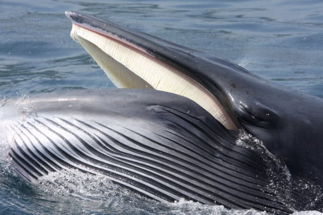 鯨飲馬食 大食い は誤り 鯨と馬に学ぶ健康法 Nikkei Style