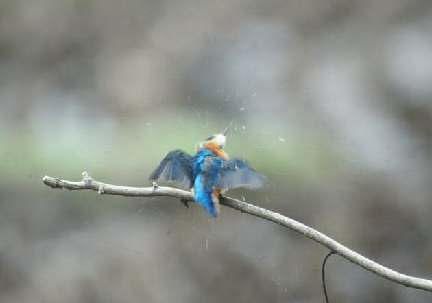 子から餌の執拗な催促 カワセミの親はつらいよ 日経bizgate 子から餌の執拗な催促 カワセミの親はつらいよ 日経bizgate