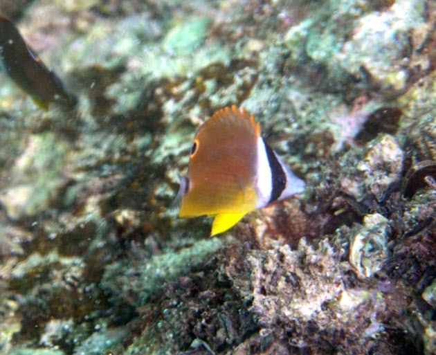 三浦半島や江ノ島でも熱帯魚 地球温暖化の影響 千葉の海でクマノミやサンゴ Nikkei Style 三浦半島や江ノ島でも熱帯魚 地球温暖化の影響 千葉の海でクマノミやサンゴ Nikkei Style