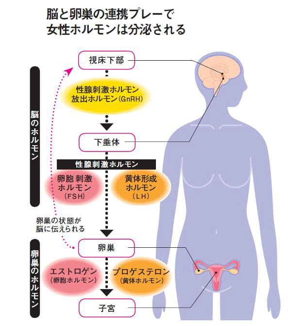 形成 ホルモン 黄体 黄体形成ホルモン：タスクと測定