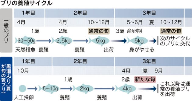 ブリの旬は夏 最新の養殖技術が変える魚の食べ時 Mono Trendy Nikkei Style