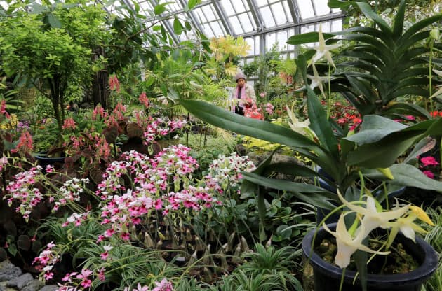 真冬でもぽかぽか 温室のある植物園 ベスト10 Nikkei Style