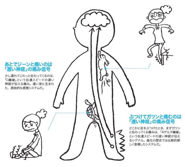 痛み 実は案外いいヤツ 命が守られる仕組み Nikkei Style 痛み 実は案外いいヤツ 命が守られる仕組み Nikkei Style