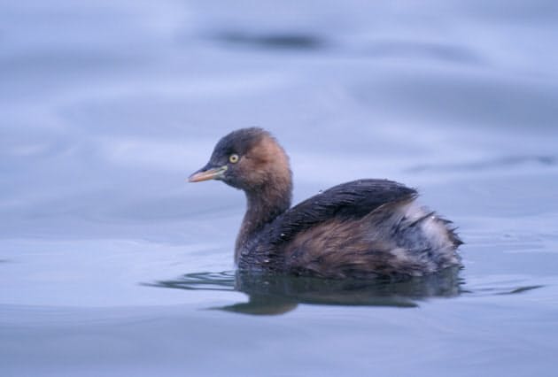ケレケレ と鳴くカイツブリ 春の訪れ告げる声 Nikkei Style ケレケレ と鳴くカイツブリ 春の訪れ告げる声 Nikkei Style