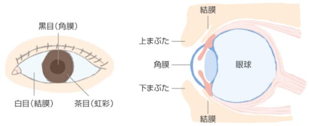 の 中 点 目 に 赤い 黒い点のようなものがちらつく｜目の病気