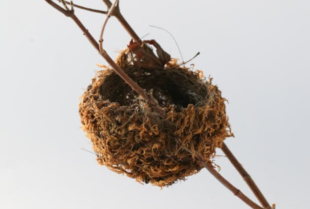 おわん形に皿形 鳥の巣 命を守る造形 Nikkei Style おわん形に皿形 鳥の巣 命を守る造形 Nikkei Style