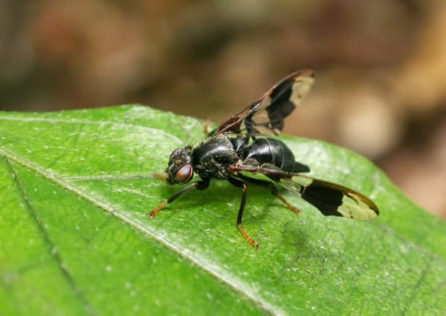 モヒカンの蛾 よりも心を奪われたハエ Nikkei Style モヒカンの蛾 よりも心を奪われたハエ Nikkei Style